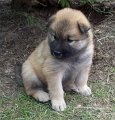 djago_w (49)